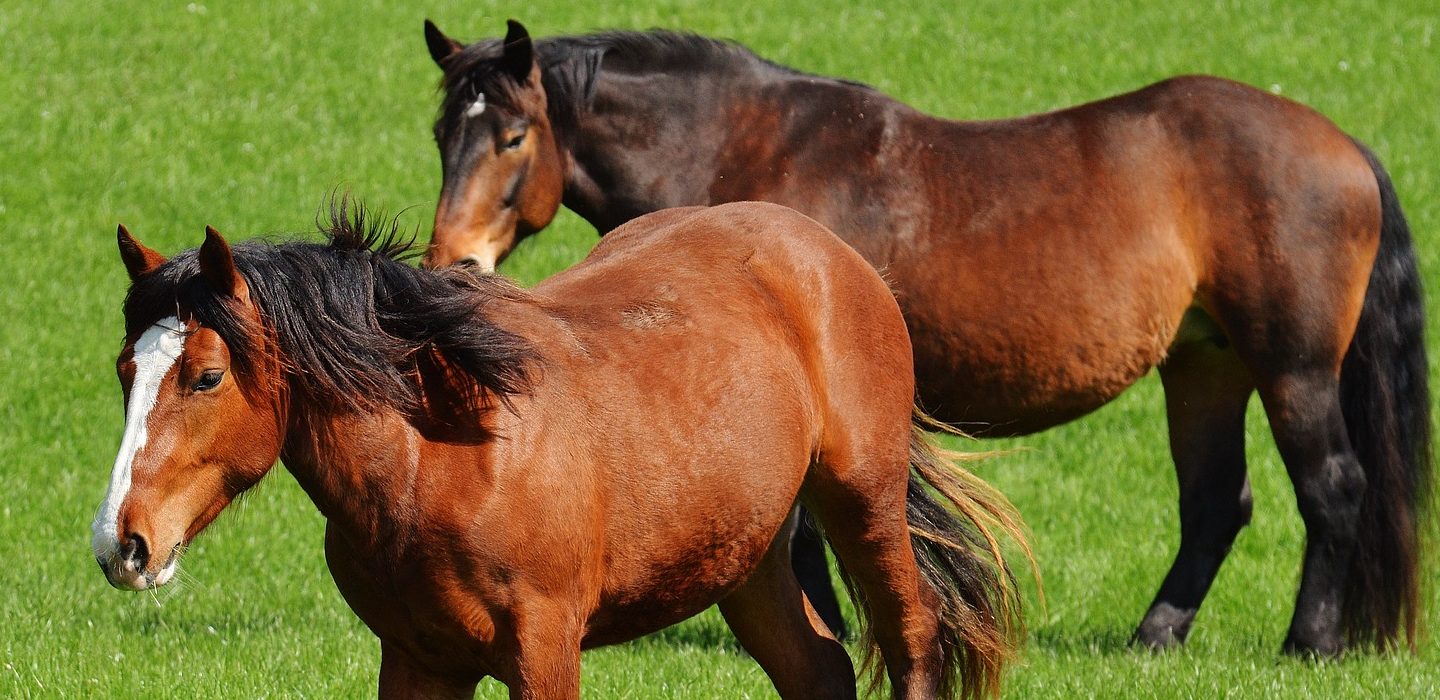 Caballos